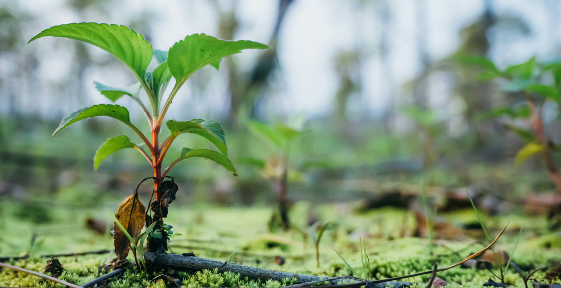 Germogli di alberi appena piantati - Foto di aiokr chen su Unsplash