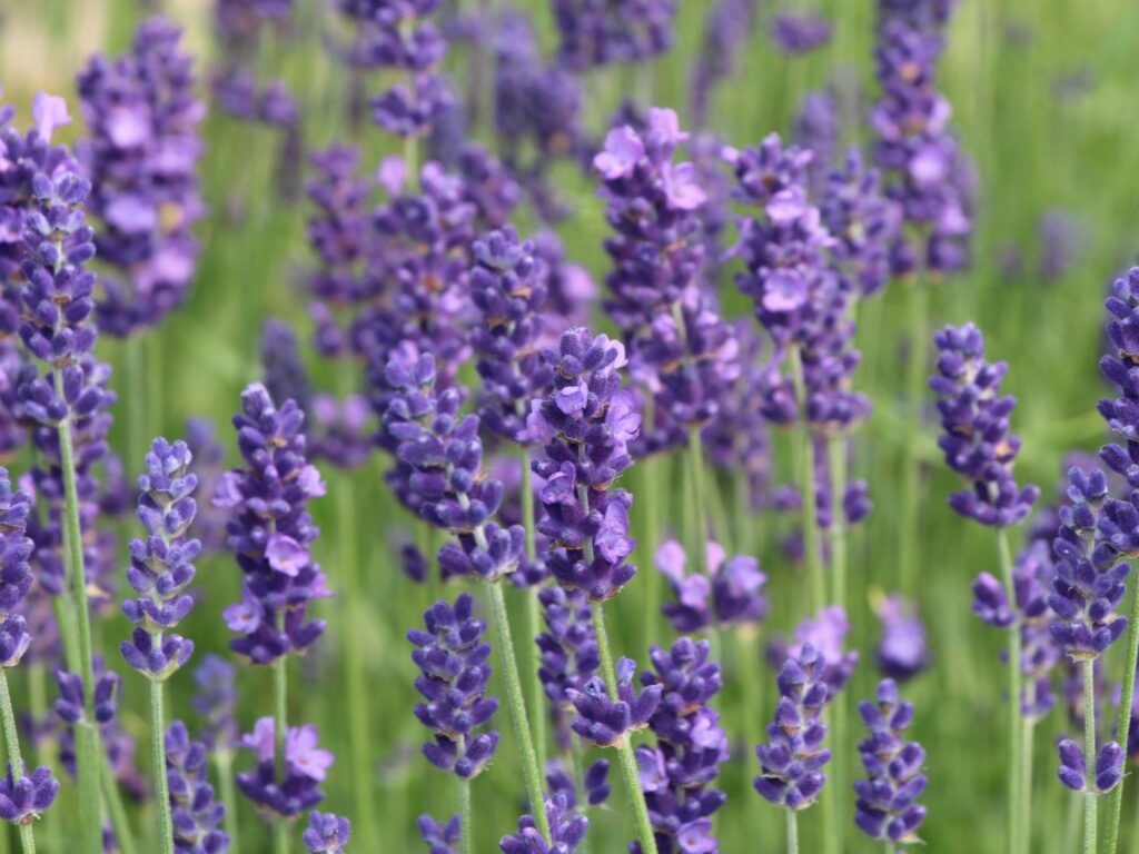 Lavandula officinale o lavanda vera (Lavandula angustifolia)