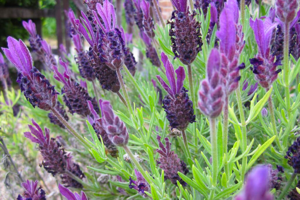 Lavanda selvatica (Lavandula stoechas)