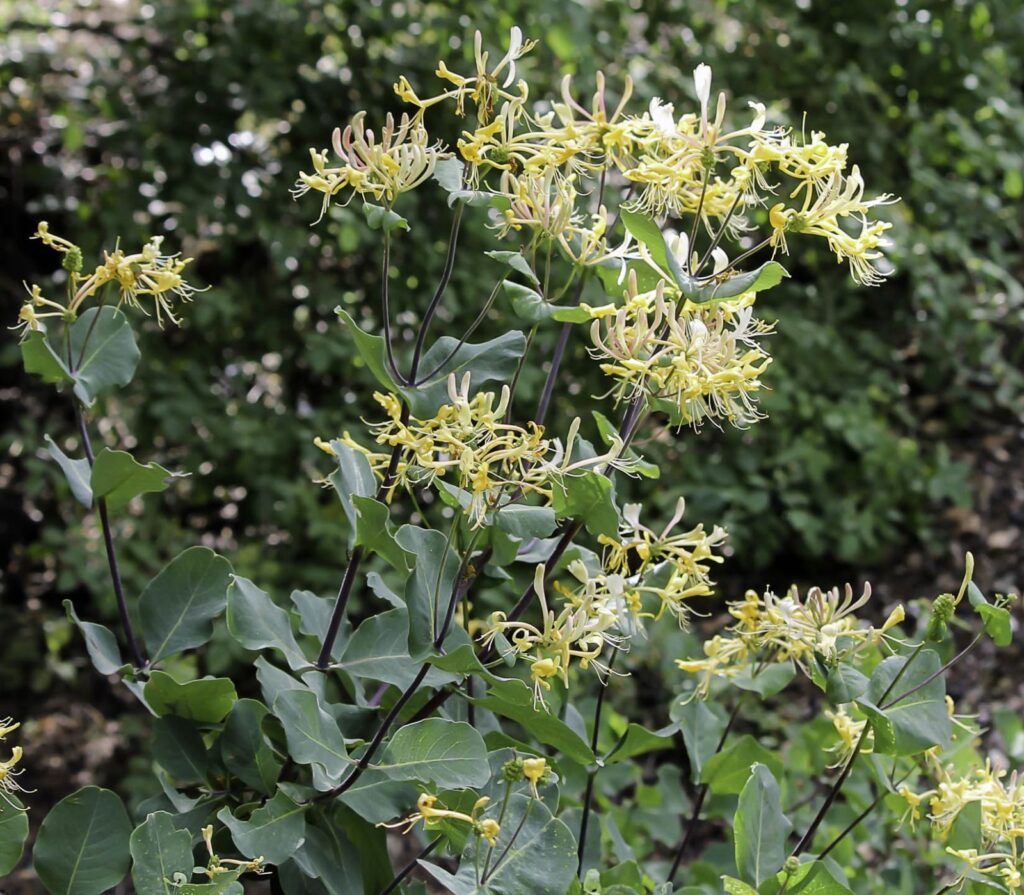 Caprifoglio etrusco (Lonicera etrusca)