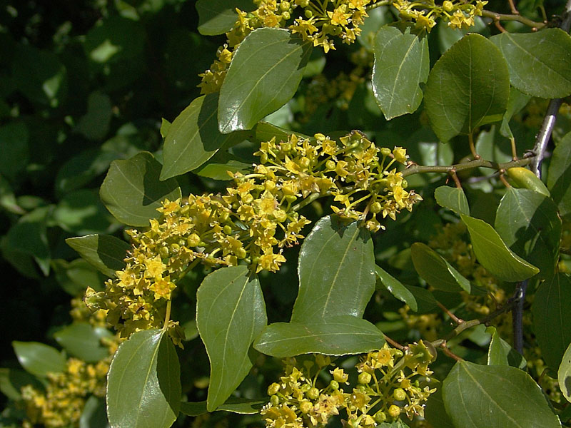Marruca, Spina di Cristo (Paliurus spina-christi)