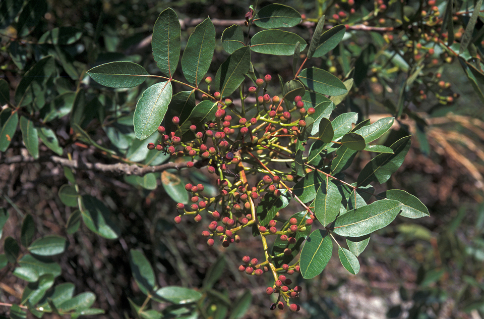Terebinto (Pistacia terebinthus)