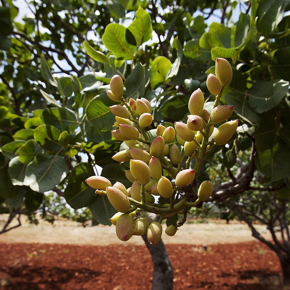 Pistacchio (Pistacia vera)