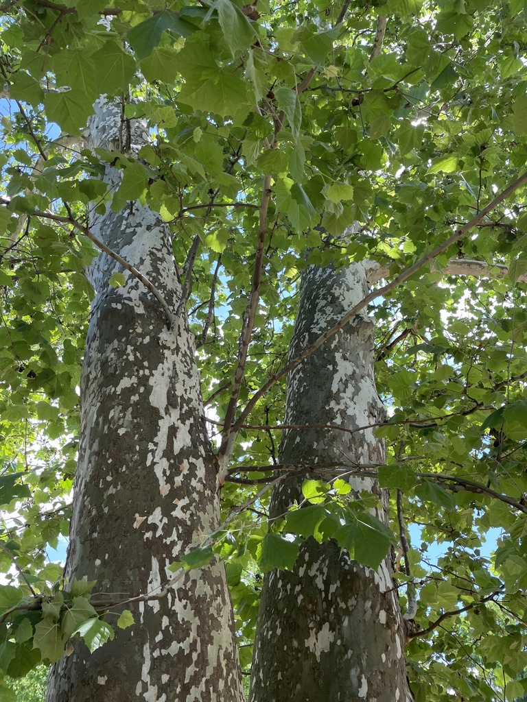 Platanus occidentalis