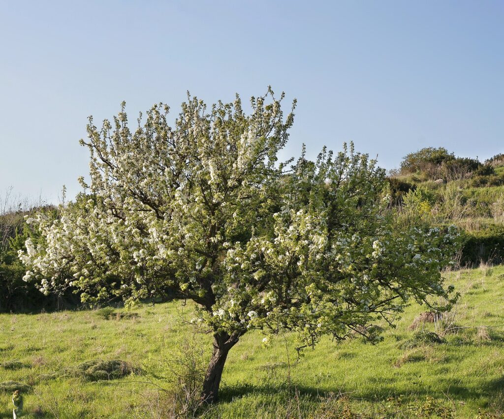 Albero di Pero Mandorlino (Pyrus amygdaliformis o spinosa)