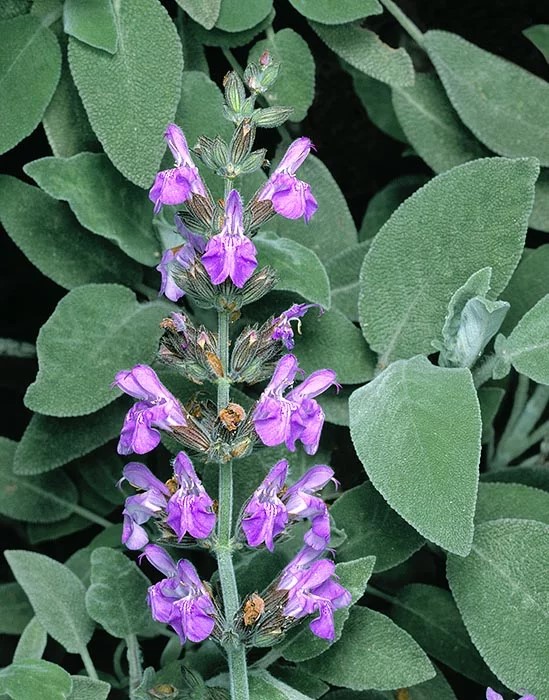 Salvia comune (Salvia officinalis)