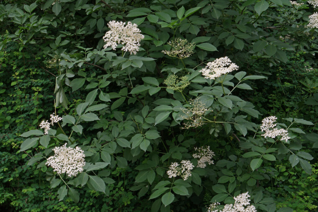 Sambuco nero (Sambucus nigra)