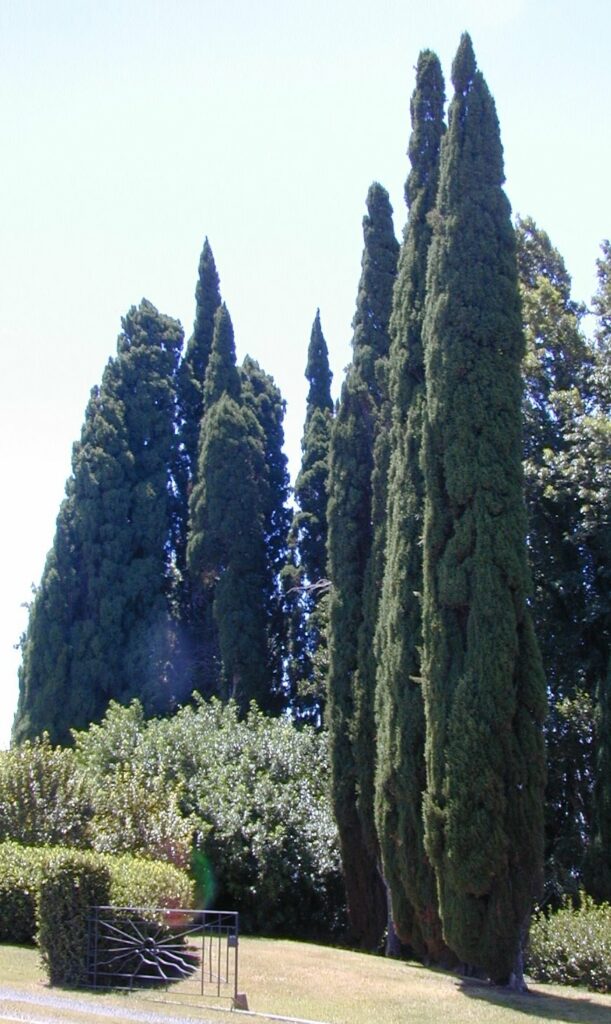 Cipresso Comune