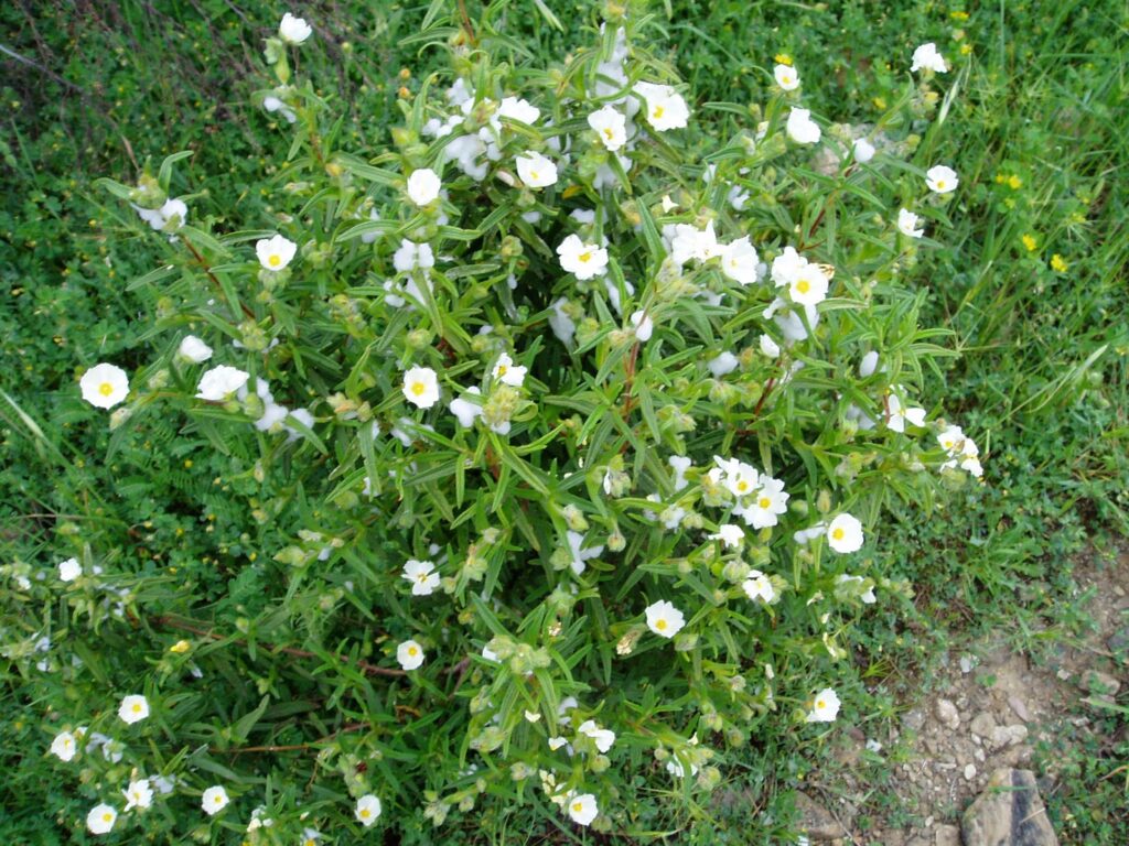 Cisto Marino
