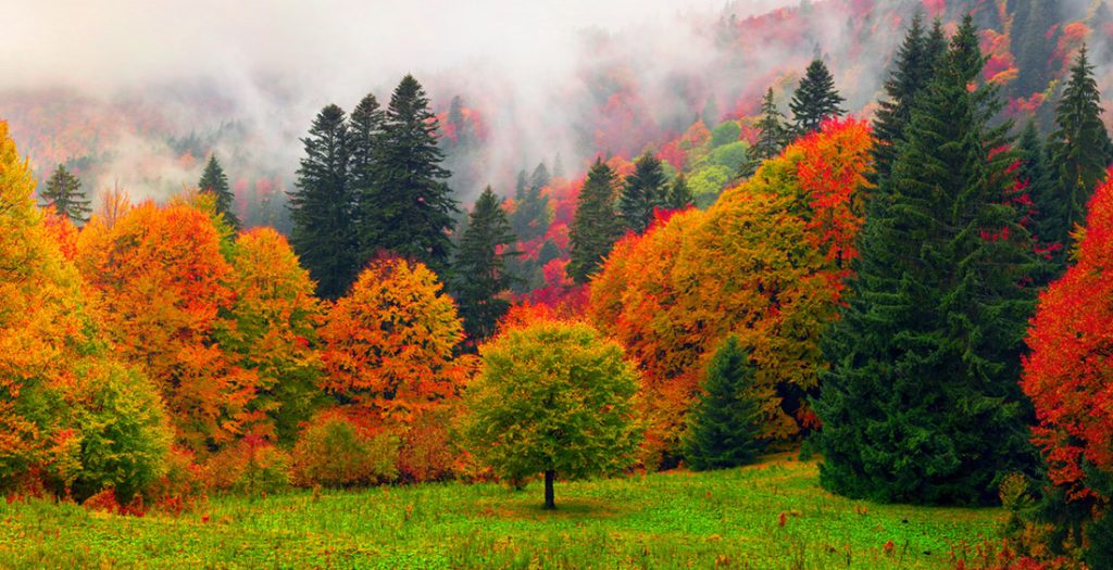 Alberi con i colori dell'autunno - Foto di panaramka da Adobe Stock