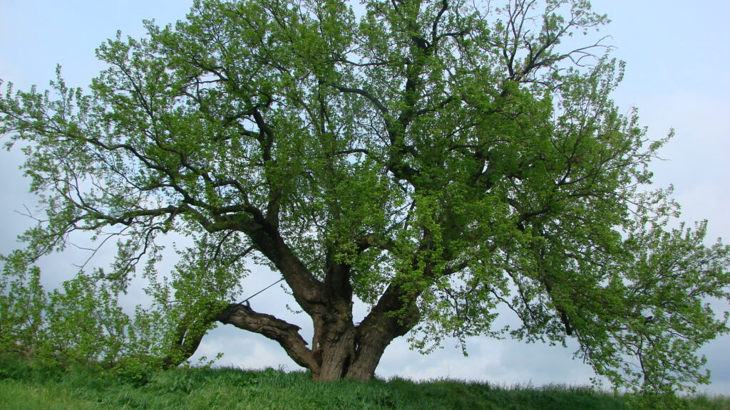 Gelso Nero