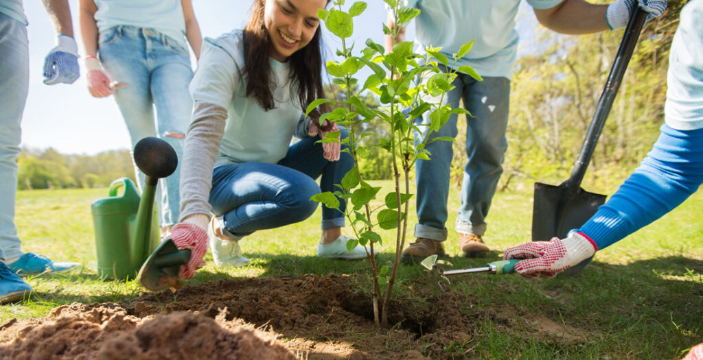 Ragazzi piantano un albero in un prato - Foto di Syda Productions da Adobe Stock