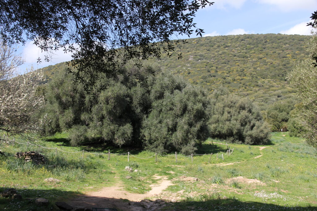 Olivo