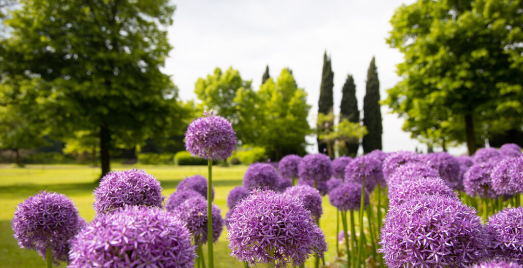 Parco con alberti e piante in fiore - Foto di calamus da Adobe Stock