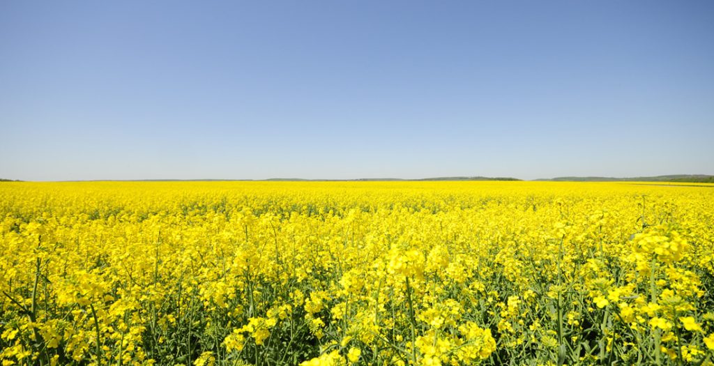 Campo di fiori di colza - Foto di catafratto da Adobe Stock