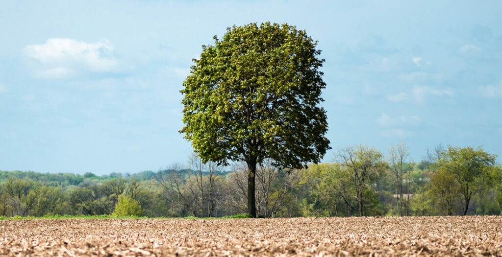 Albero verde posizionato su un terreno arido