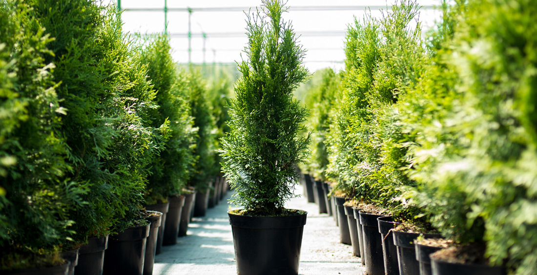 Alberi in vasi - Foto di Alexnow da Adobe Stock