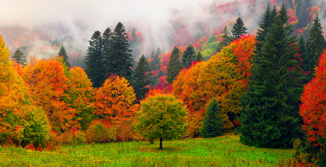 Alberi con i colori dell'autunno - Foto di panaramka da Adobe Stock