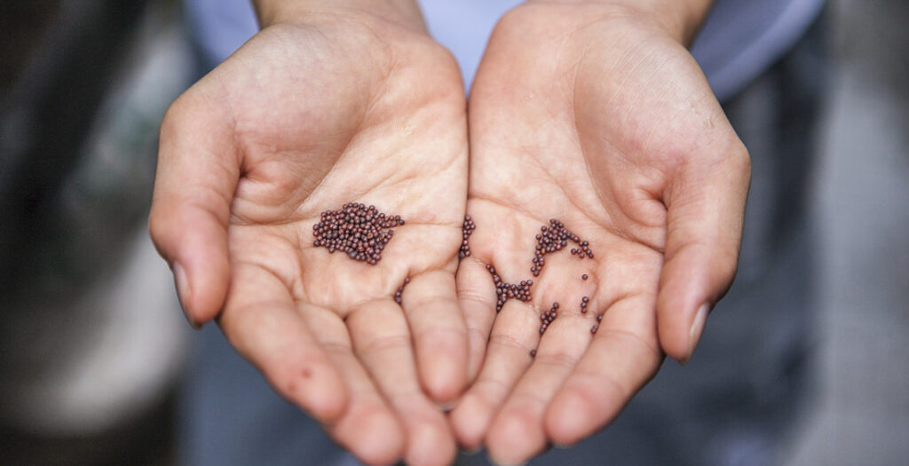 Mani di uomo mostrano dei sementi - Foto di Joshua Lanzarini su Unsplash