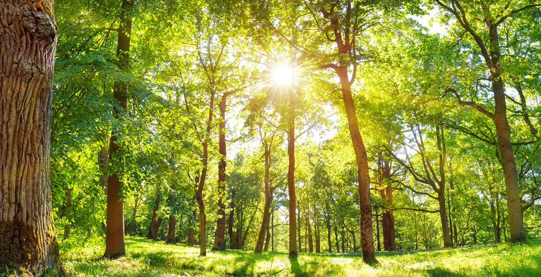 Foresta di querce - Foto di candy1812 da Adobe Stock