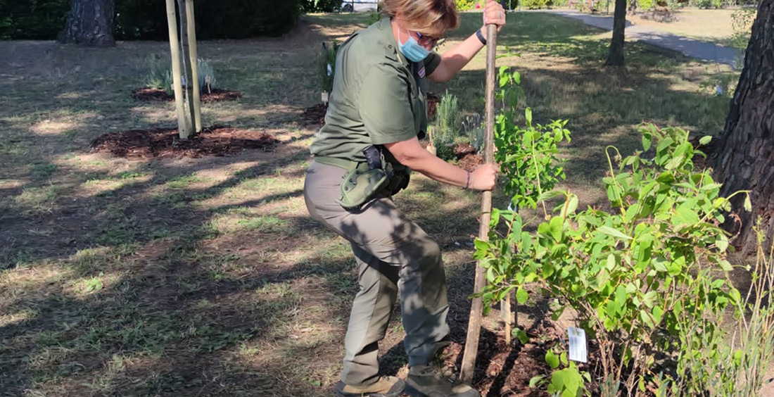 Guardia forestale impegnata nella piantumazione di alberi